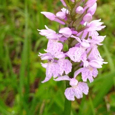 Lila Orchidee auf Wiese.