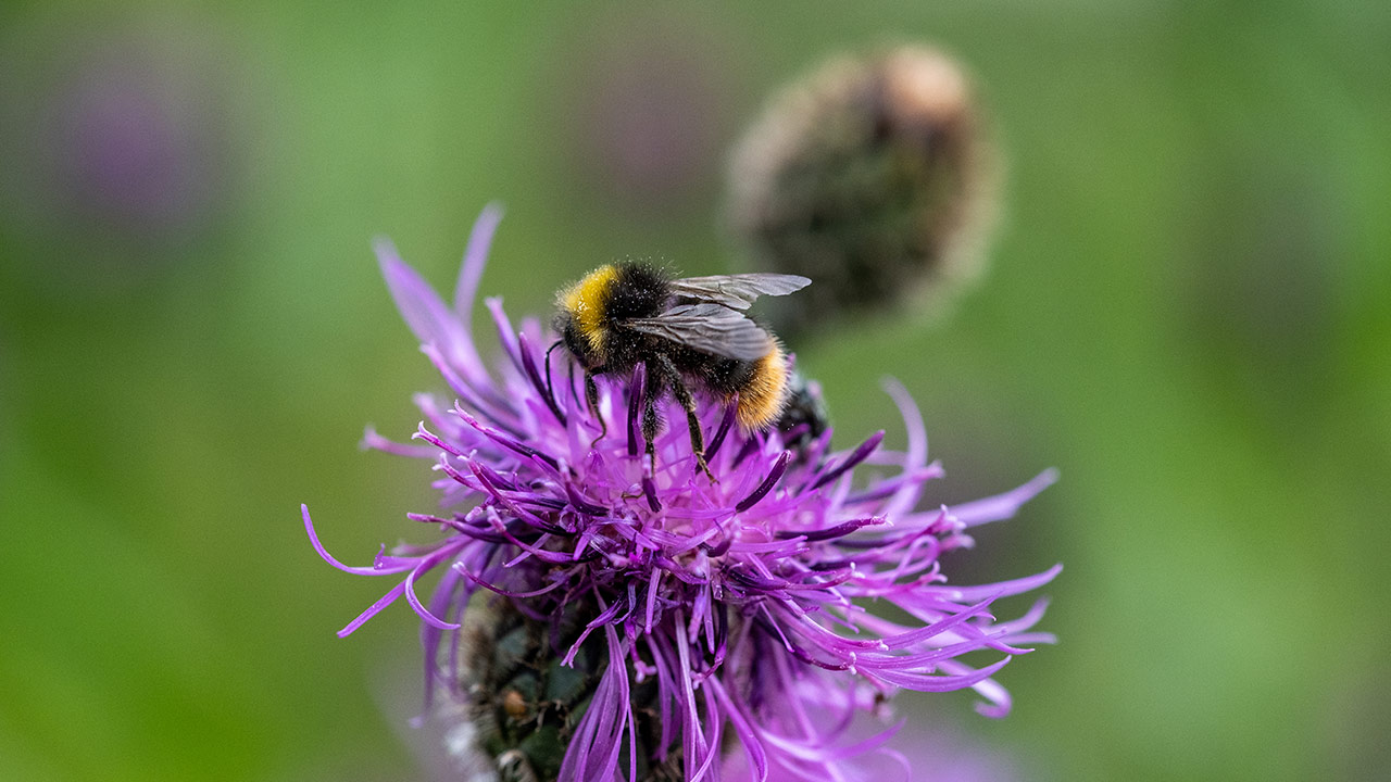 Nahaufnahme Wiesenhummel auf Flockenblume mit Blütenpollen