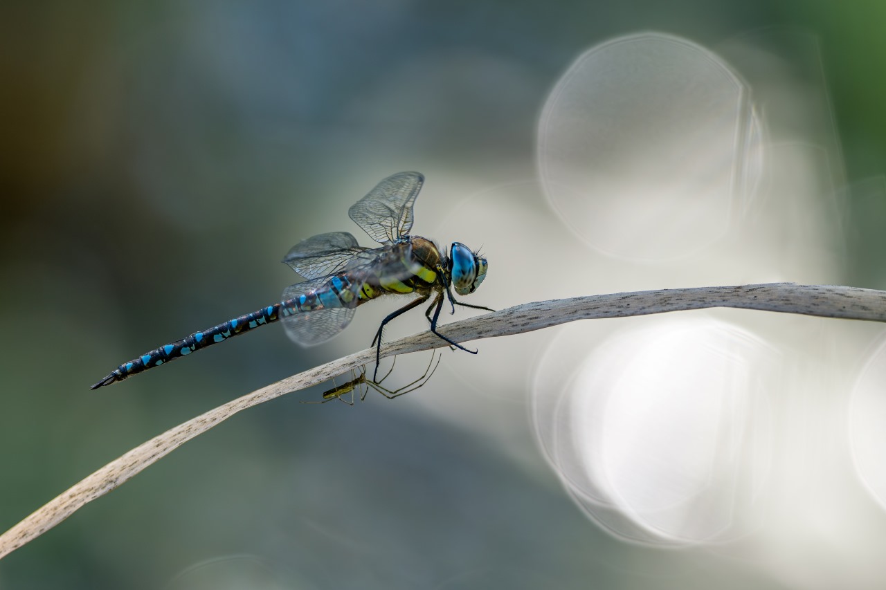 Nahaufnahme Libelle (Herbstmosaikjungfer) und Spinne, welche beide auf demselben Gras sitzen