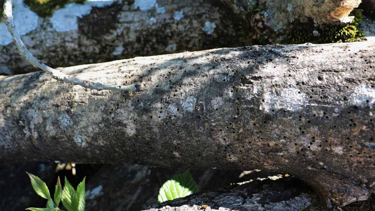 Ein abgestorbener Baumstamm, in dem sich Löcher befinden, die der Borkenkäfer hinterlassen hat.