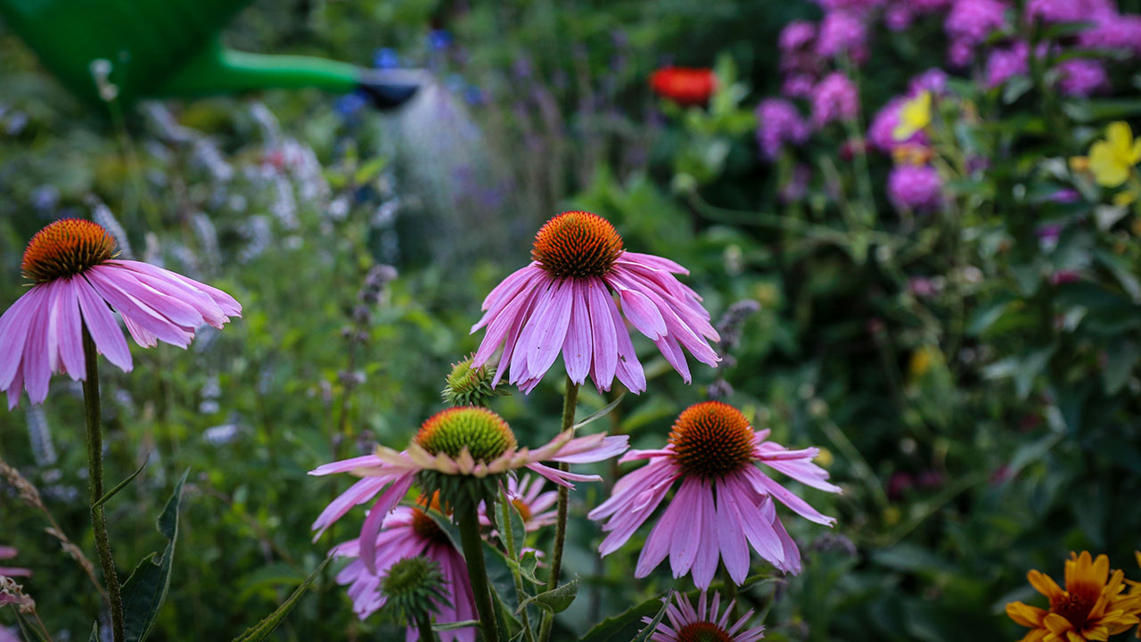 Garten mit unterschiedlichen Wildblumen für Bienen