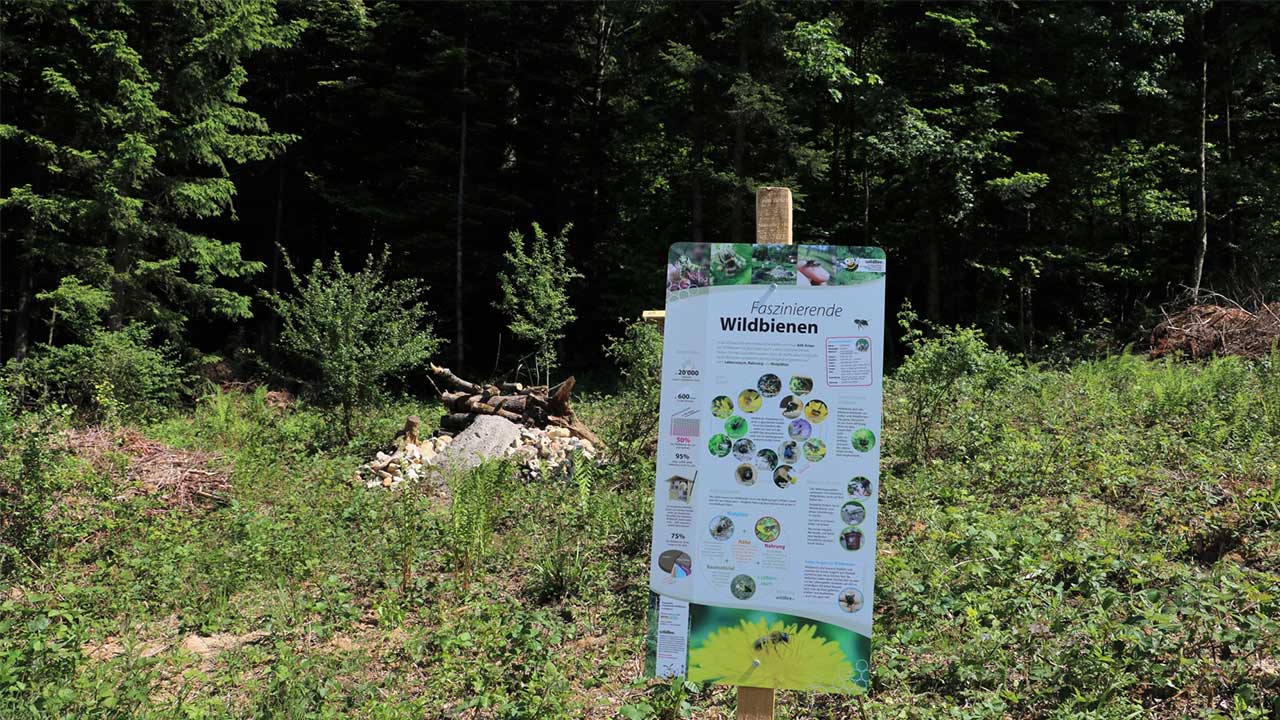 Eine Informationstafel steht am Waldrand. Auf der Tafel finden sich Informationen über Wildbienen.