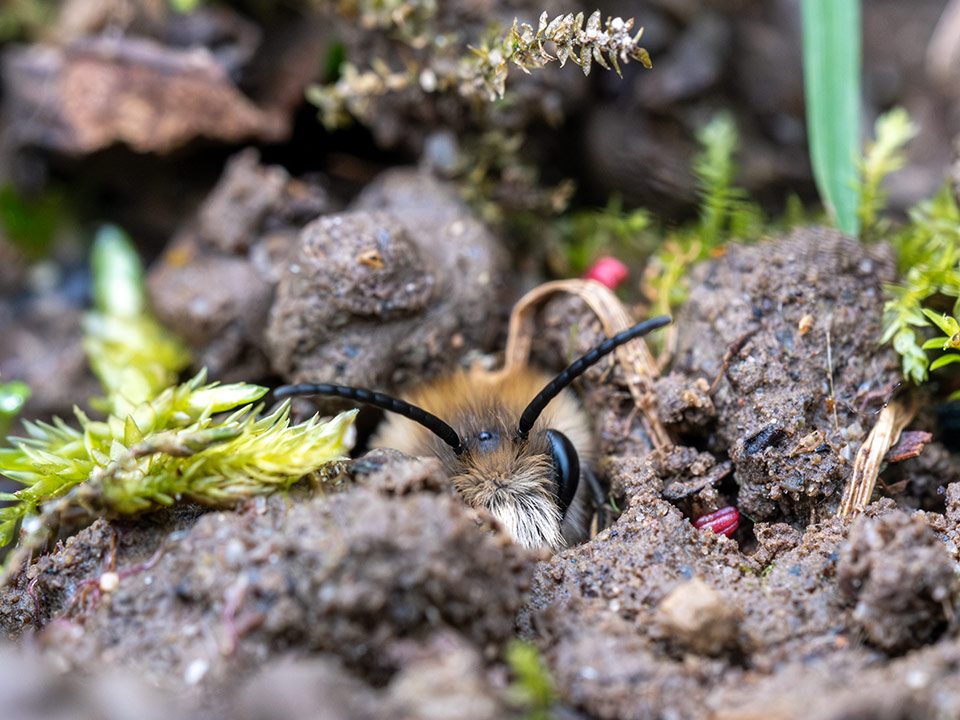 Nahaufnahme einer Bienen die aus einem Erdnest schaut