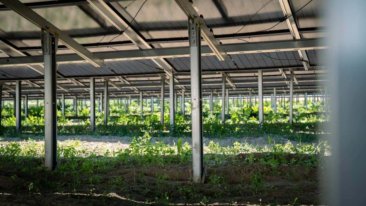 Blick unter den Solar-Modulen hindurch wo ein eigenes Mikroklima für Setzlinge, Insekten und Schafe zum weiden entsteht. 
