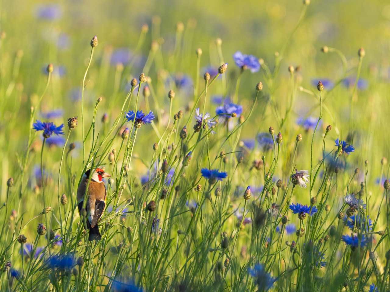 Stieglitz sitzt in einem Feld voller Kornblumen und geniesst den Sonnenaufgang