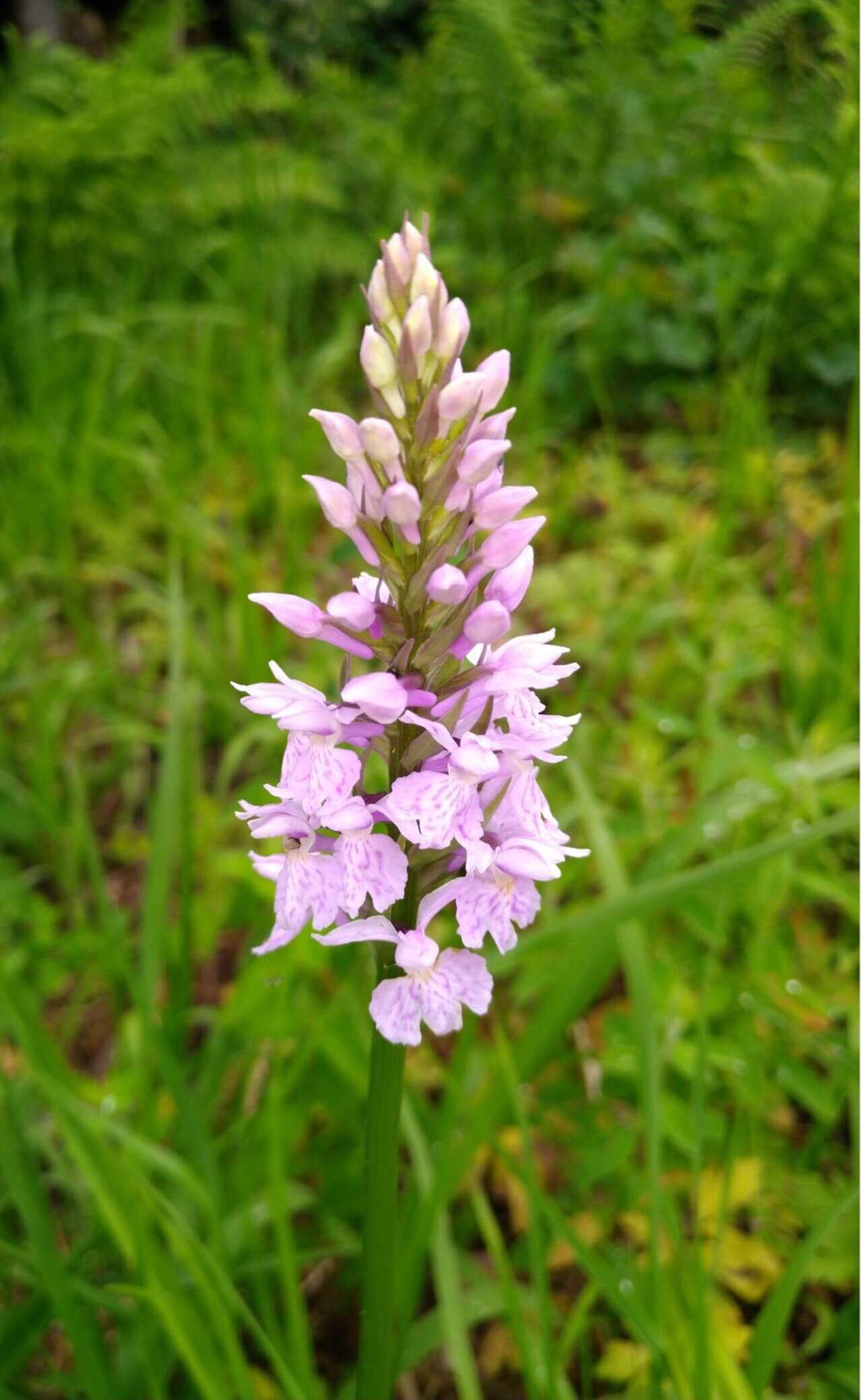 Eine Orchideenart, das Knabenkraut, blüht in einer wilden Wiese.